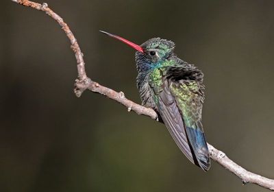 Broad-billed Hummingbird 2025-03-19