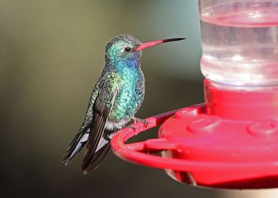 Broad-billed Hummingbird 2025-03-19