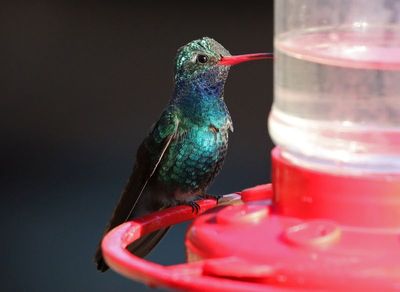 Broad-billed Hummingbird 2025-03-19