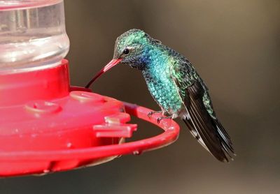Broad-billed Hummingbird 2025-03-19