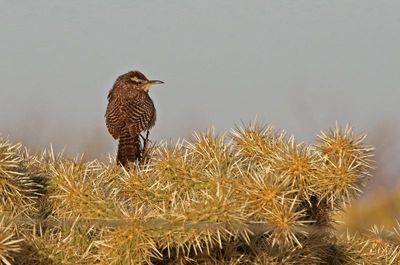 Cactus Wren 2025-03-19
