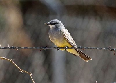 Cassin's Kingbird 2025-03-19