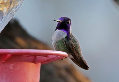 Costa's Hummingbird 2025-03-18