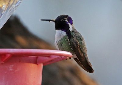 Costa's Hummingbird 2025-03-18