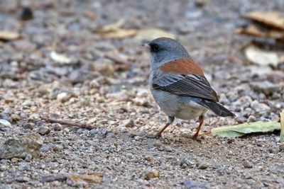 Dark-eyed Junco 2025-03-19
