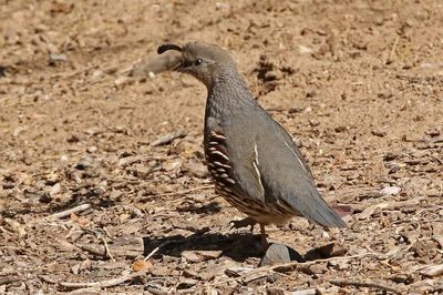 Gambel's Quail 2025-03-19
