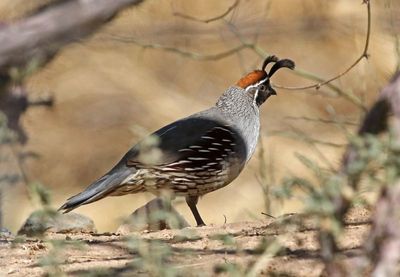 Gambel's Quail 2025-03-19