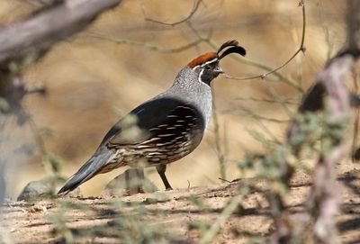 Gambel's Quail 2025-03-19