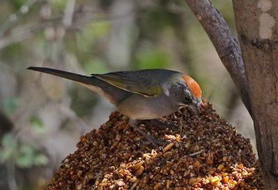 Green-tailed Towhee 2025-03-19