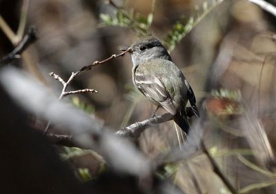 Hammond's Flycatcher 2025-03-19