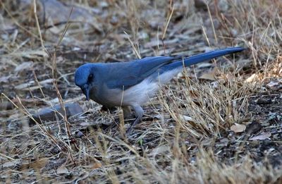 Mexican Jay 2025-03-19