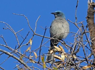 Mexican Jay 2025-03-19