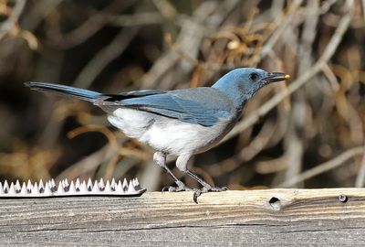 Mexican Jay 2025-03-19