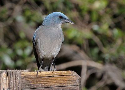Mexican Jay 2025-03-19