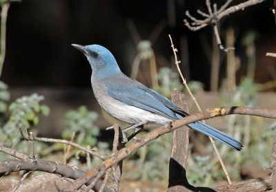 Mexican Jay 2025-03-19