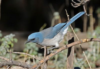 Mexican Jay 2025-03-19