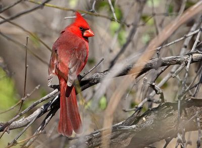 Northern Cardinal 2025-03-19