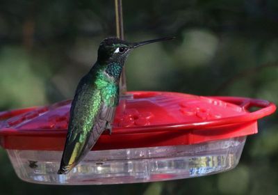 Rivoli's Hummingbird 2025-03-19