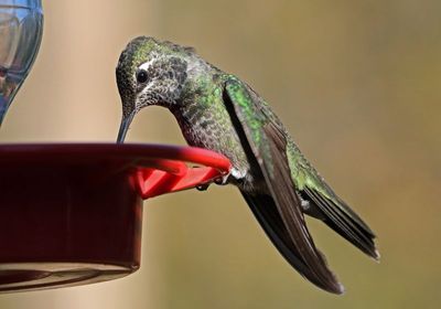 Rivoli's Hummingbird 2025-03-19
