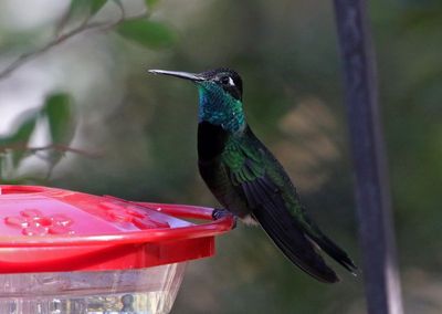 Rivoli's Hummingbird 2025-03-19