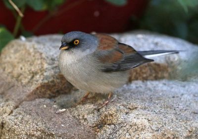 Yellow-eyed Junco 2025-03-19