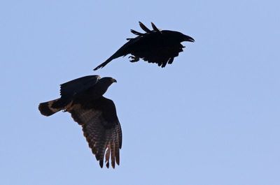 Zone-tailed Hawk 2025-03-19