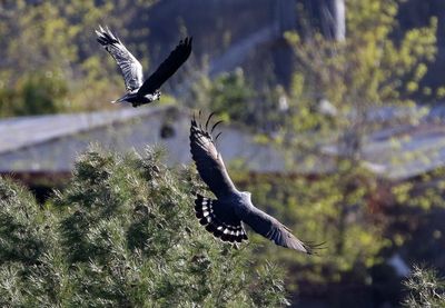 Zone-tailed Hawk 2025-03-19