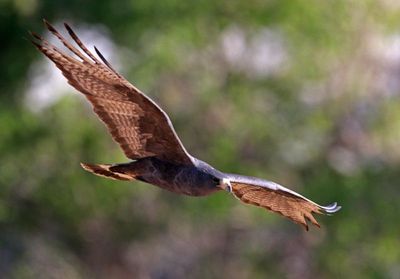 Zone-tailed Hawk 2025-03-19