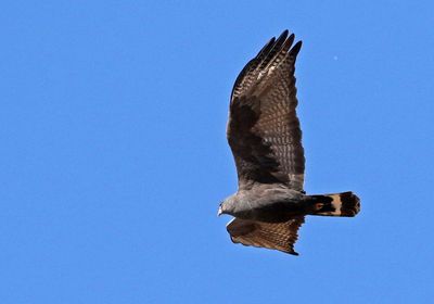 Zone-tailed Hawk 2025-03-19