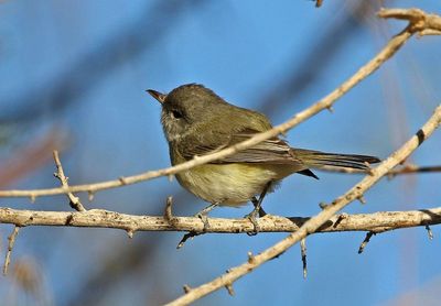 Bell's Vireo 2025-03-20