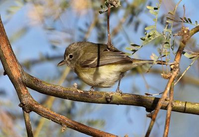 Bell's Vireo 2025-03-20