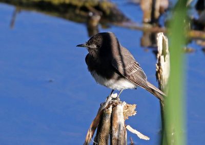 Black Phoebe 2025-03-20