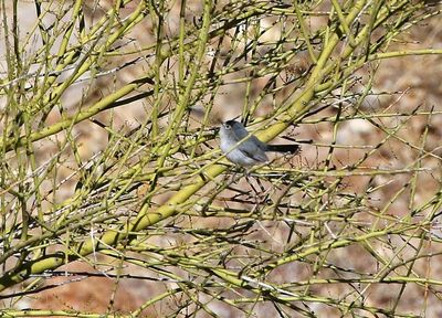 Black-tailed Gnatcatcher 2025-03-20
