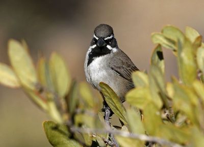 Black-throated Sparrow 2025-03-20