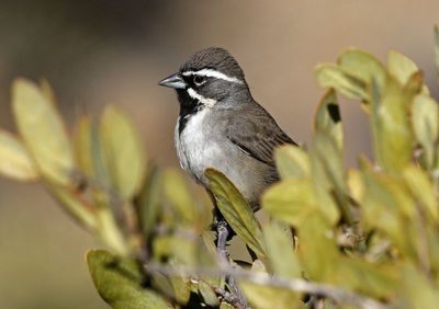 Black-throated Sparrow 2025-03-20