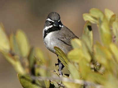 Black-throated Sparrow 2025-03-20