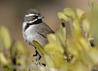 Black-throated Sparrow 2025-03-20