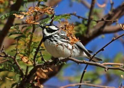 Black-throated Gray Warbler 2025-03-20