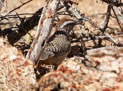 Cactus Wren 2025-03-20