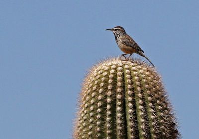 Cactus Wren 2025-03-20