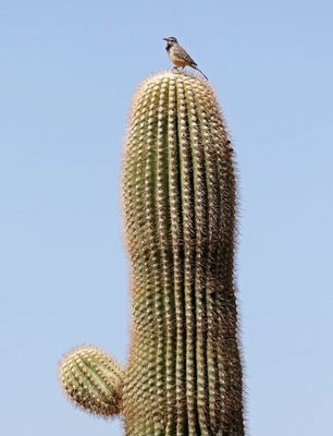 Cactus Wren 2025-03-20