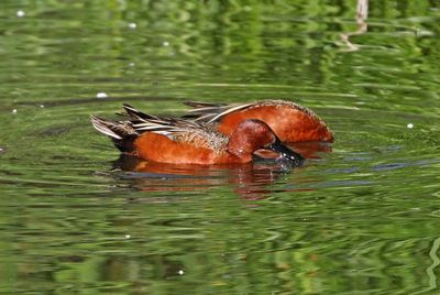 Cinnamon Teal 2025-03-20