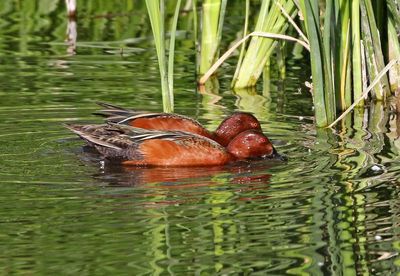 Cinnamon Teal 2025-03-20