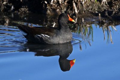 Common Gallinule 2025-03-20