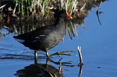 Common Gallinule 2025-03-20