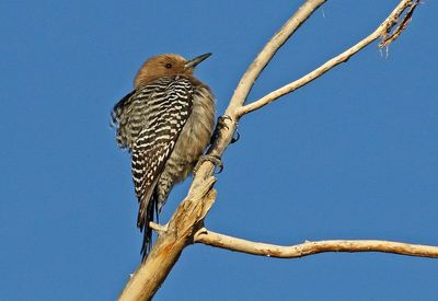 Gila Woodpecker 2025-03-20