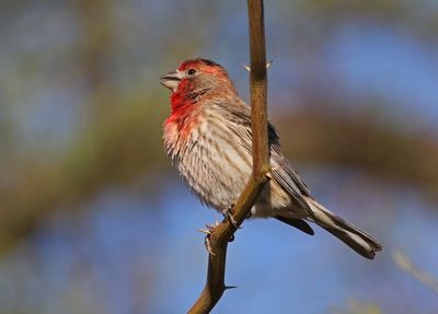 House Finch 2025-03-20