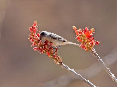 Lucy's Warbler 2025-03-20