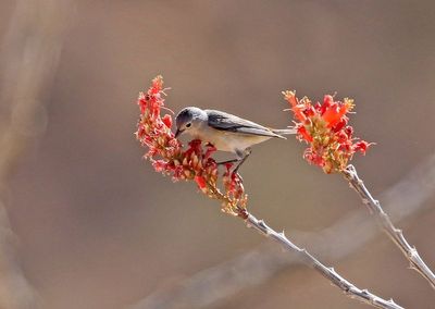 Lucy's Warbler 2025-03-20