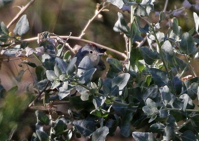 Lucy's Warbler 2025-03-20